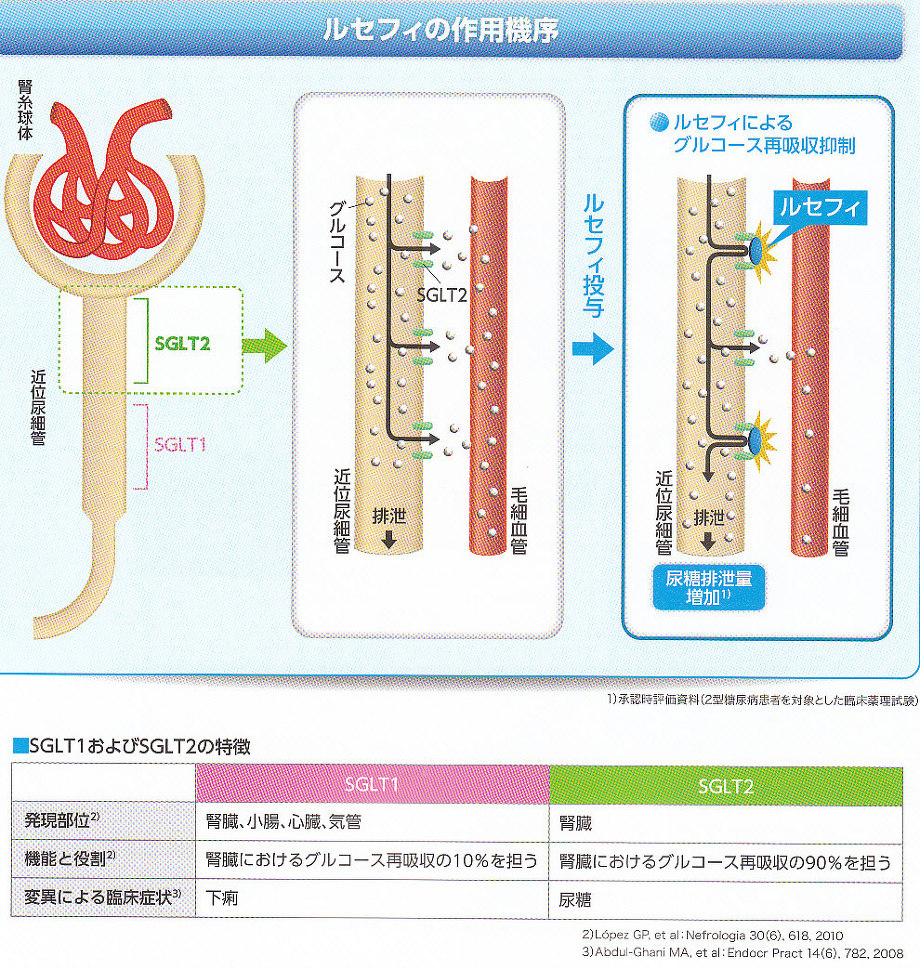 新しい糖尿病治療薬から私たちが学んだこと 寺内康夫教授 | 川村